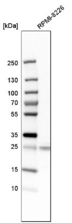NDFIP1 Antibody, Novus Biologicals 0.1mL; Unlabeled:Antibodies, Polyclonal